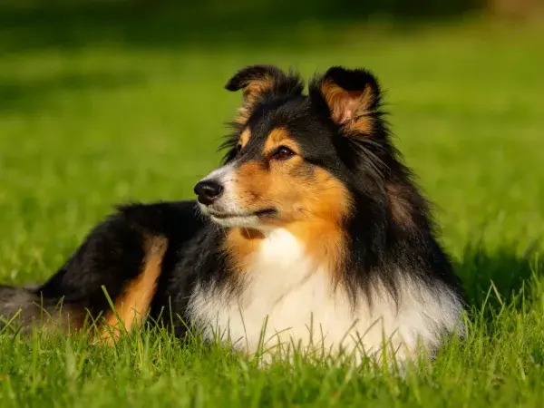 苏格兰牧羊犬在绿地休憩