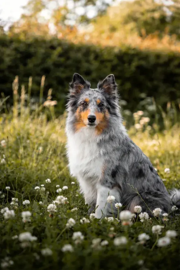 设得兰牧羊犬于花草丛中静坐