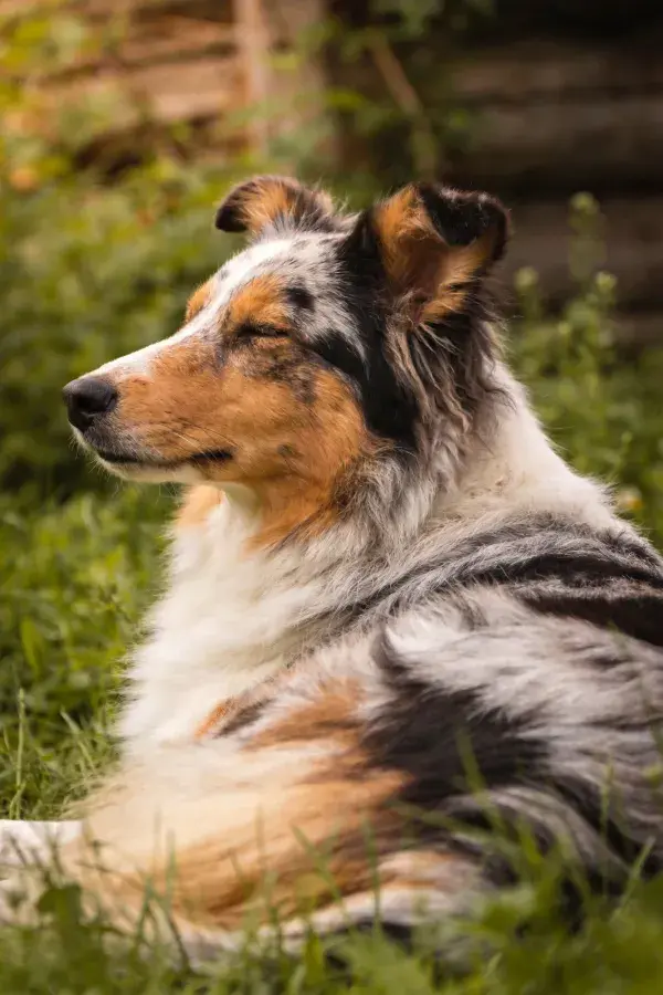边境牧羊犬闭眼休憩于草地