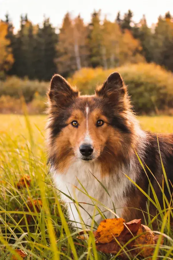 秋日草地上站立着的苏格兰牧羊犬