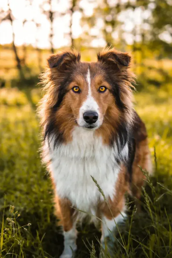 三色细毛设得兰牧羊犬于草地特写