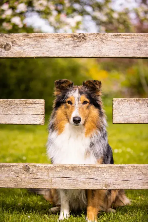隔栏前的三色苏格兰牧羊犬