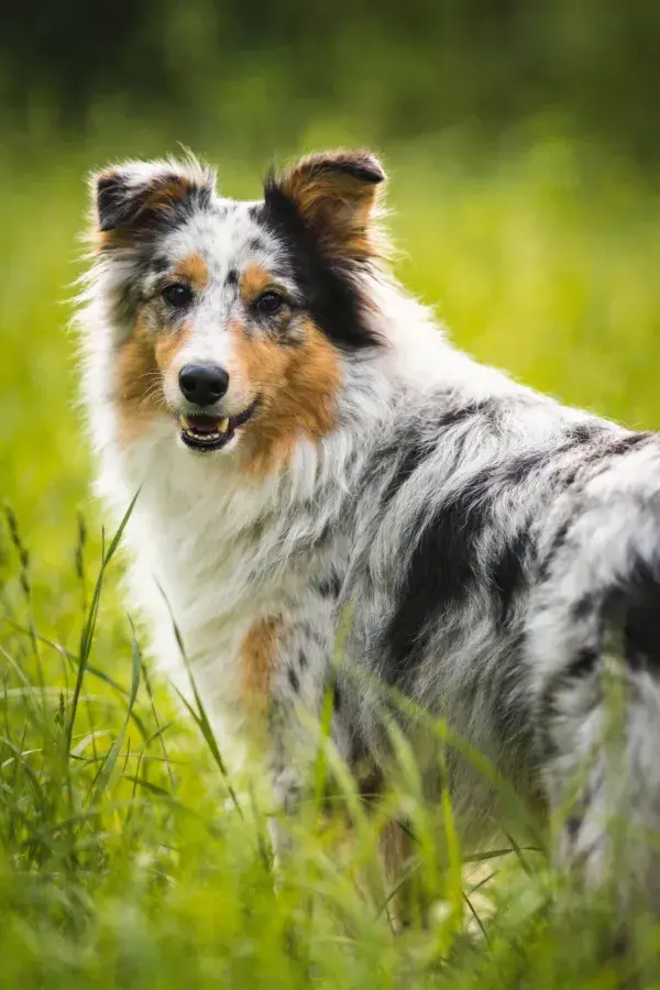 设得兰牧羊犬于草丛中