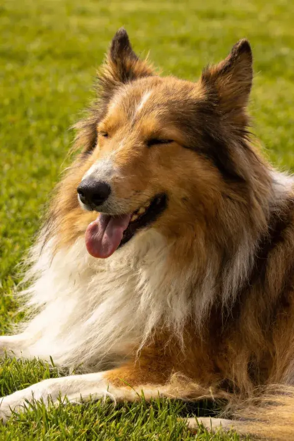 设得兰牧羊犬在草地休憩