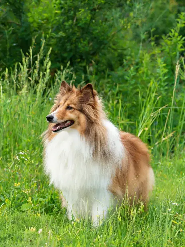 草地中设得兰牧羊犬的形象捕捉