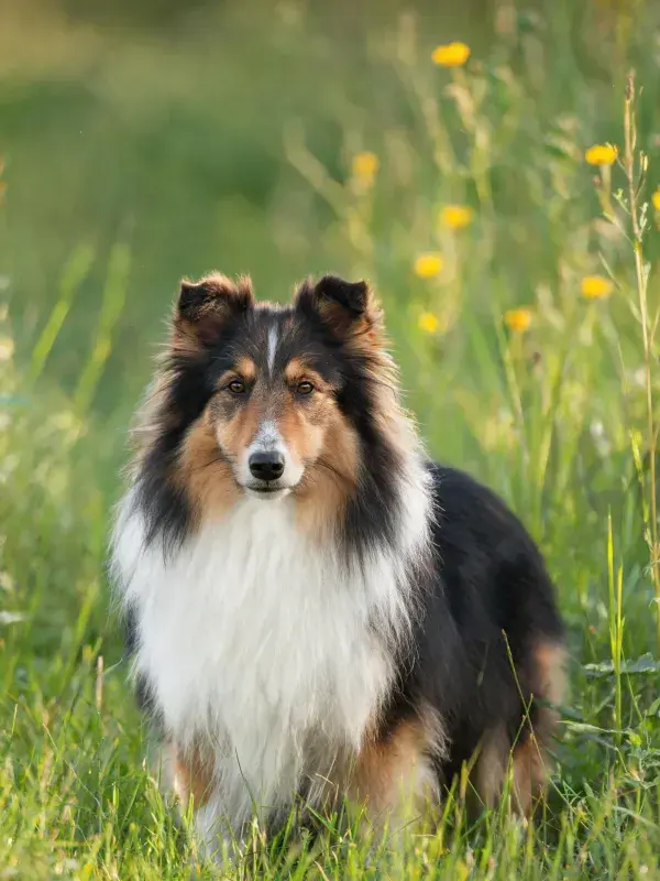 草地中边境牧羊犬站立姿态