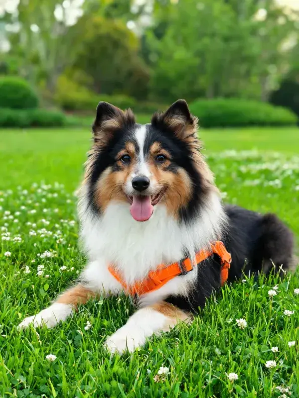 绿色草坪上苏格兰牧羊犬的特写