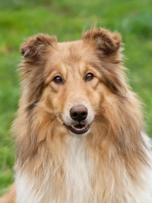 浅棕色长毛牧羊犬注视镜头