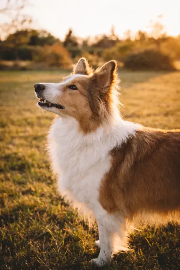 设得兰牧羊犬户外特写场景