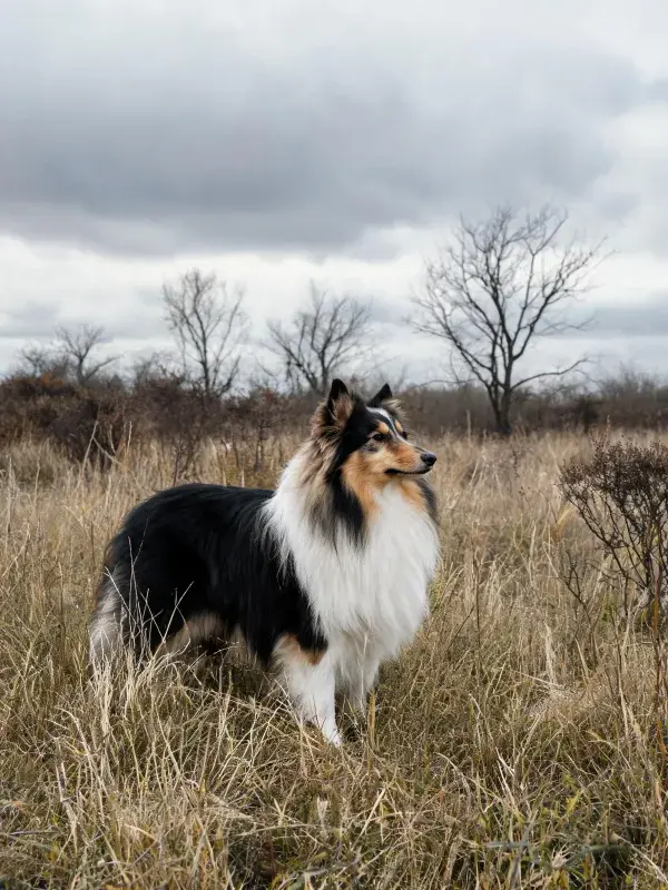 设得兰牧羊犬在开阔草地场景中
