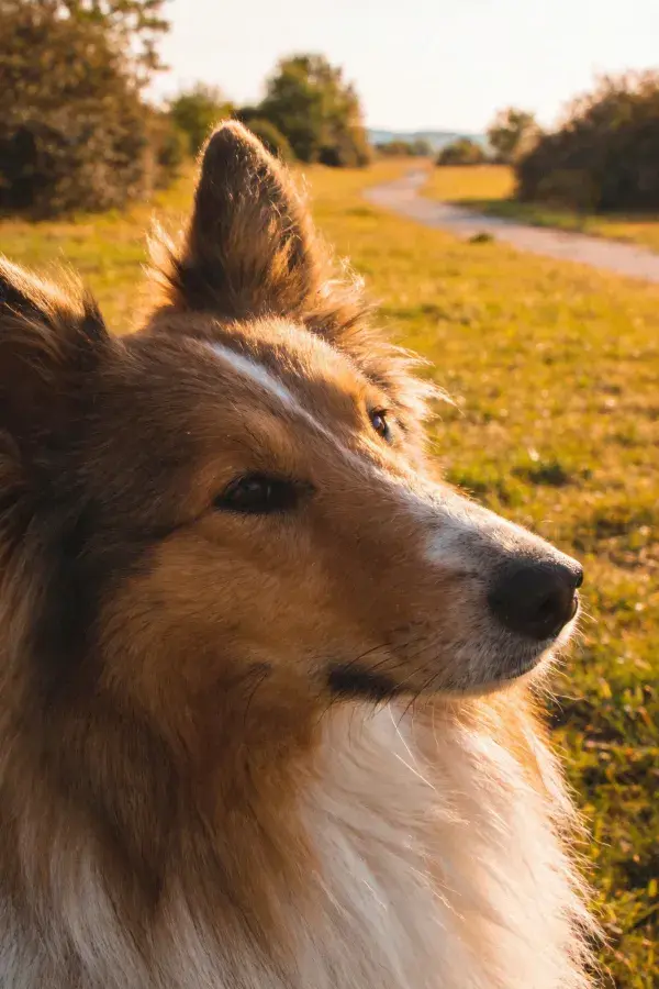 草地阳光下的苏格兰牧羊犬