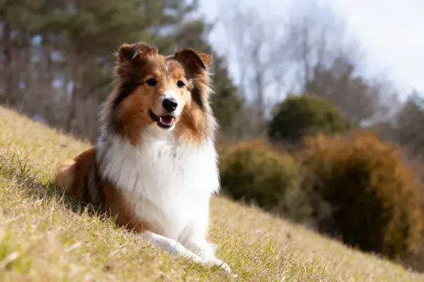 苏格兰牧羊犬草地休憩特写