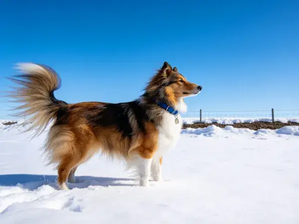 苏格兰牧羊犬雪地静态姿态