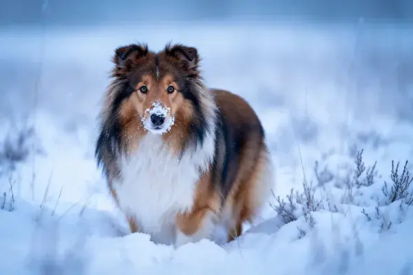 雪地中鼻尖沾雪的设得兰牧羊犬