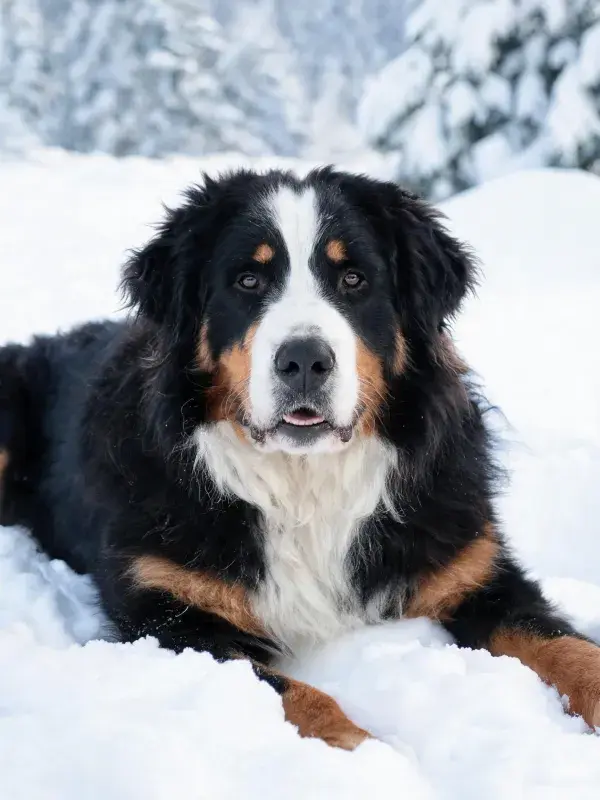 雪地中伯恩山犬的特写