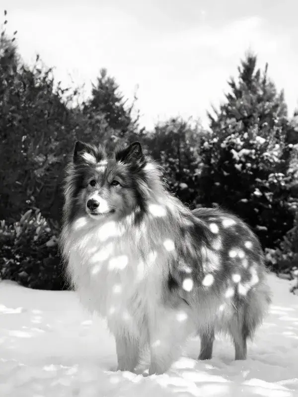 雪地中舍特兰牧羊犬的特写场景