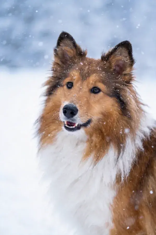 雪地中站立着的舍特兰牧羊犬特写