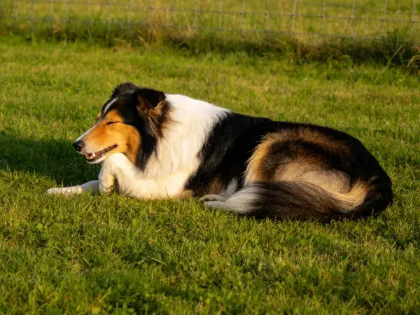 草地上的三色边境牧羊犬