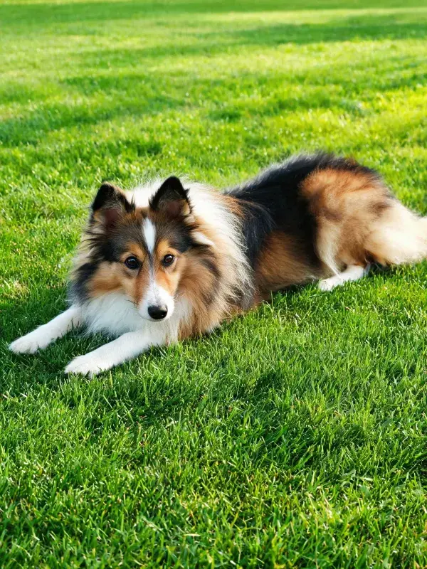 设得兰牧羊犬在草地休憩的画面