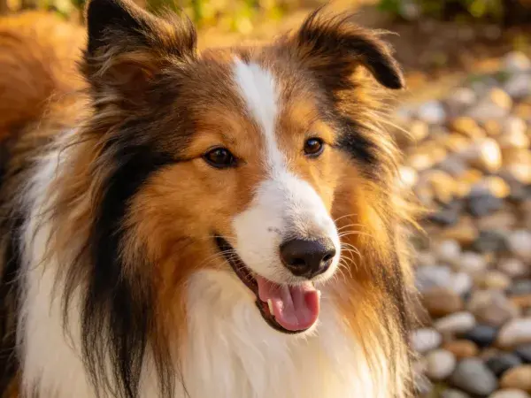 户外石子路上一只设得兰牧羊犬特写