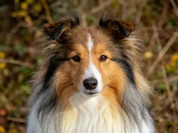 户外环境中的苏格兰牧羊犬特写