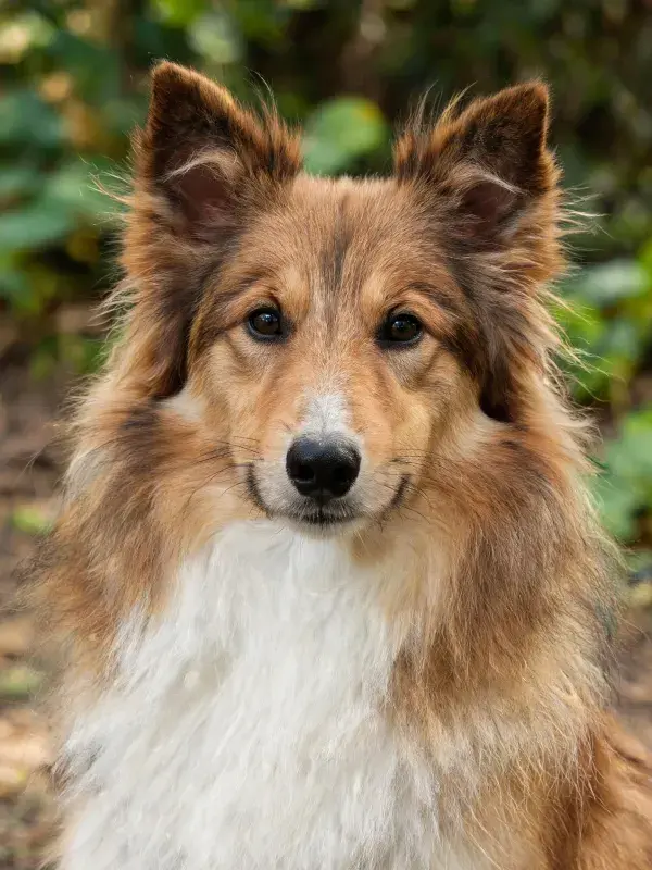长毛设得兰牧羊犬特写展示