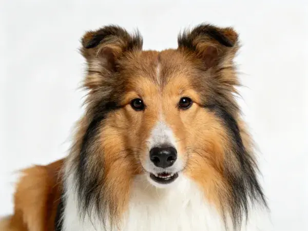喜乐蒂牧羊犬的特写镜头