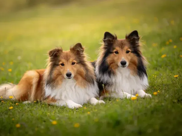 草地中两只苏格兰牧羊犬的静卧状态