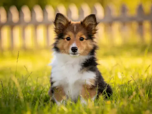 苏格兰牧羊犬幼崽在草地中静坐