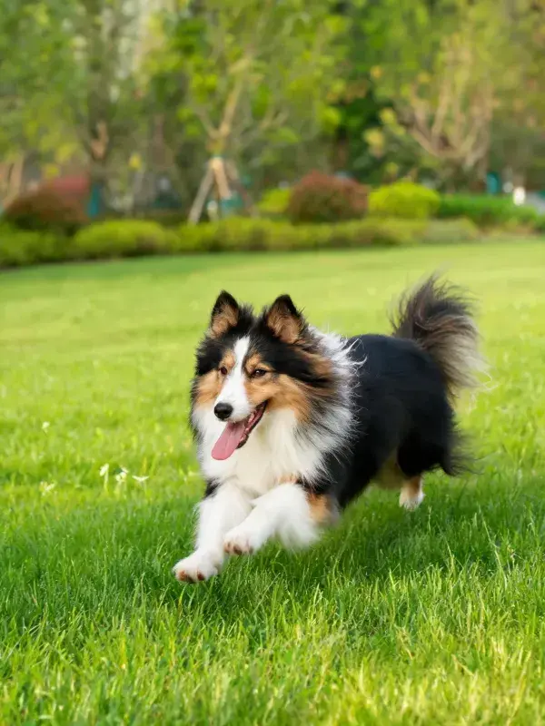 草地上的三色苏格兰牧羊犬奔跑