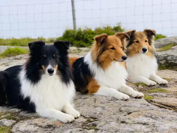 设得兰牧羊犬闲卧岩石场景