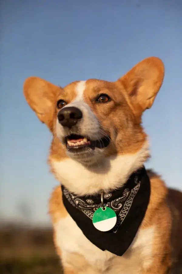 阳光下戴围巾的威尔士柯基犬注视瞬间