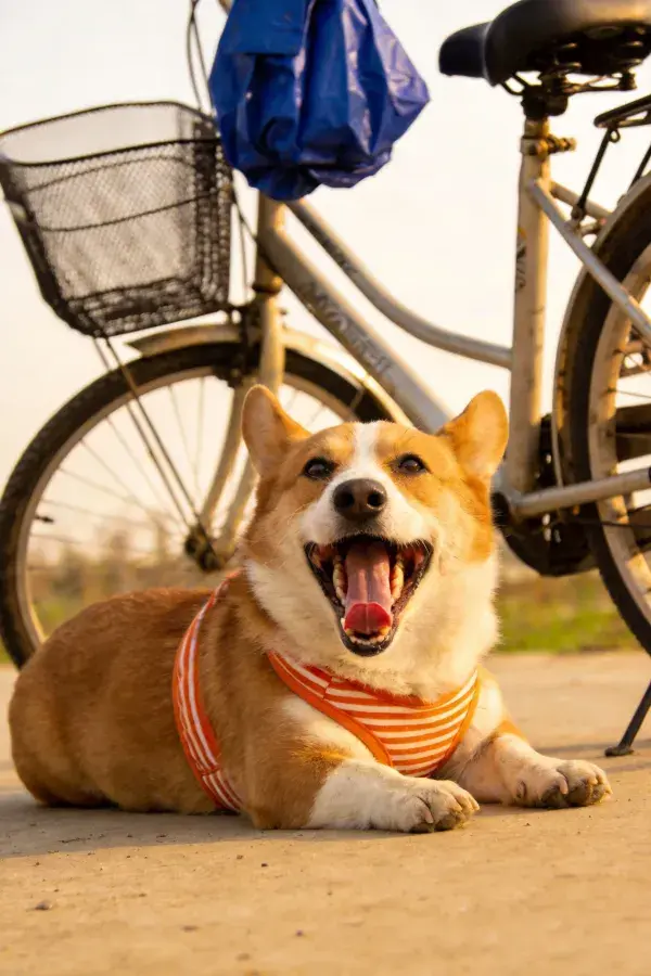 柯基犬躺卧自行车旁的开阔场景