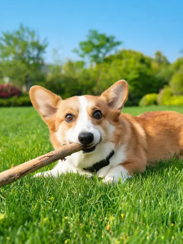 阳光下草坪上的柯基犬叼木棍场景