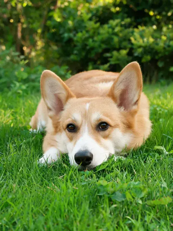 草地上的威尔士柯基犬特写