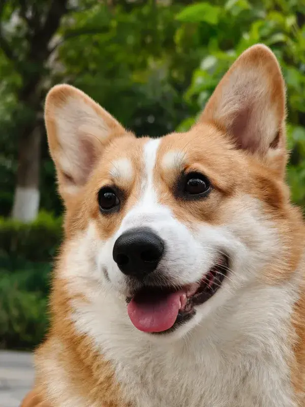 户外环境中柯基犬的特写