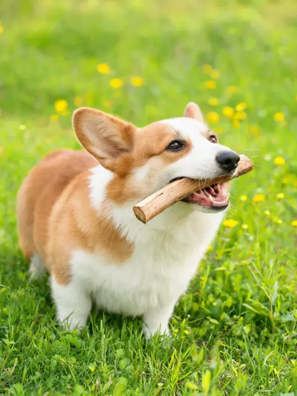 绿草地上的柯基犬叼木棍场景