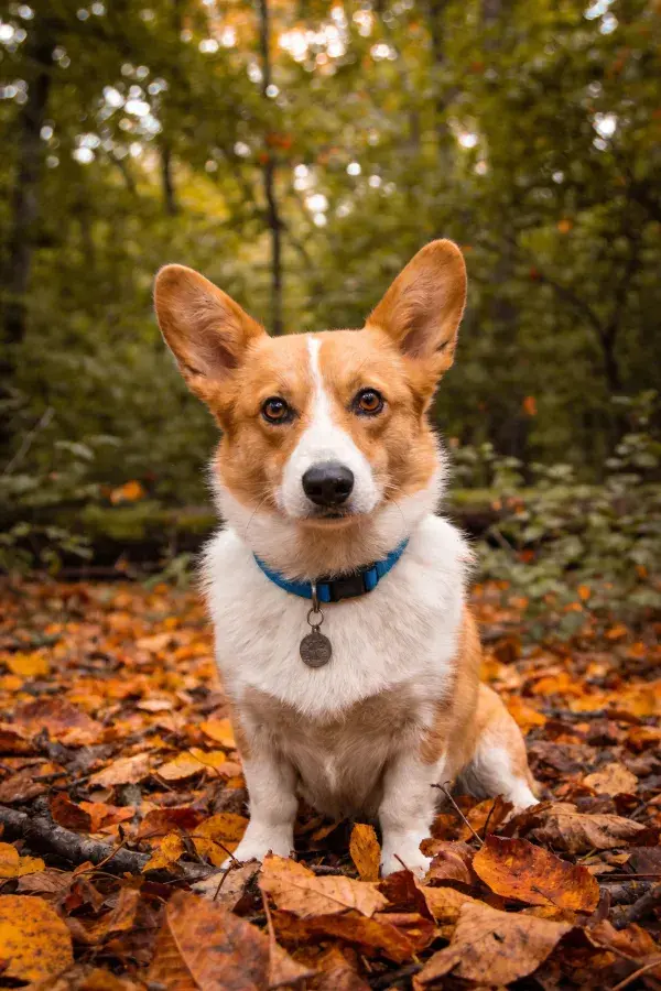 森林落叶间柯基犬特写