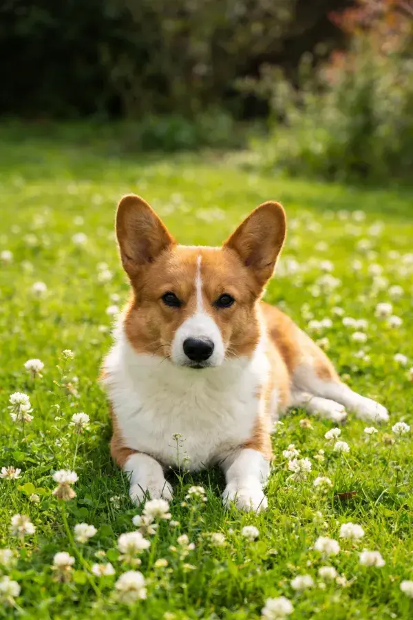 草地上的威尔士柯基犬休憩