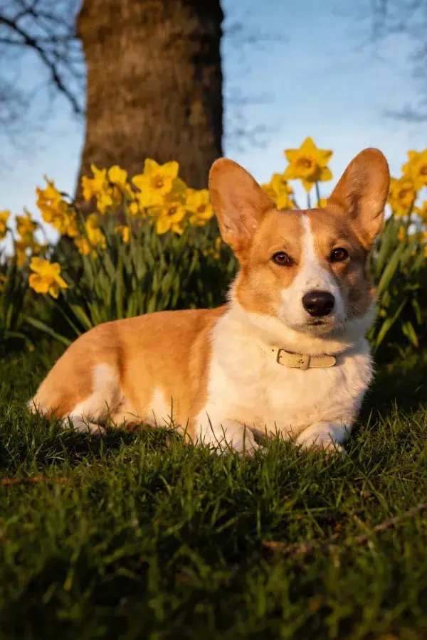 阳光下柯基犬与黄花场景