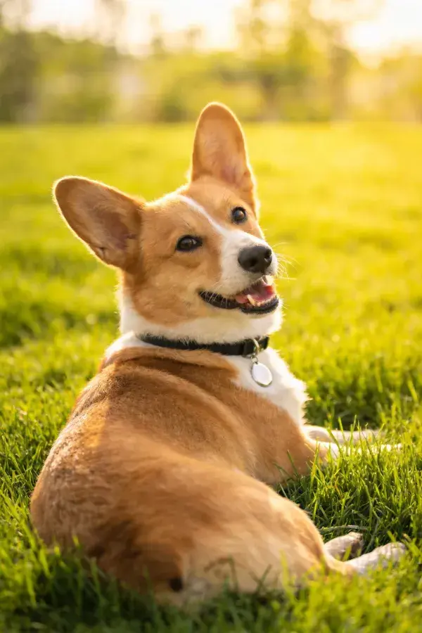 阳光下青草地上的柯基犬休憩场景