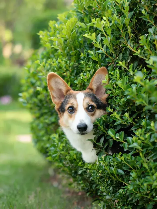 威尔士柯基犬从灌木丛探出头