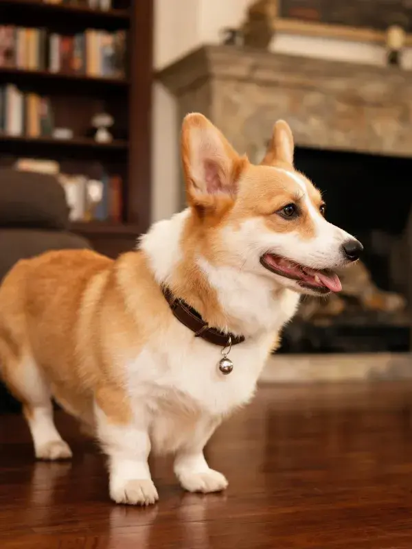 室内环境中戴项圈的威尔士柯基犬特写