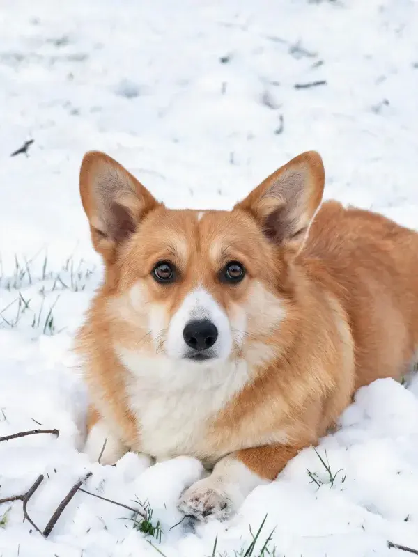 威尔士柯基犬雪地躺卧