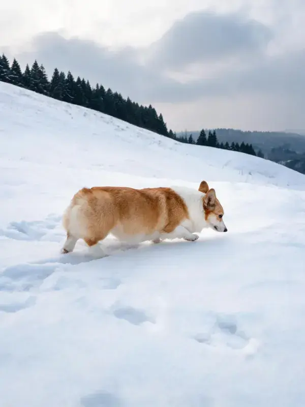 雪地山林间柯基犬行走的场景