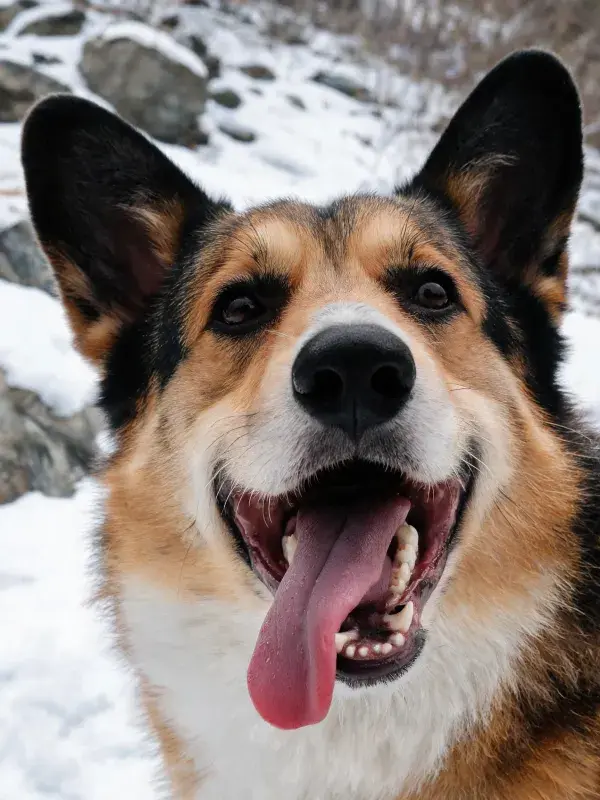 柯基犬雪地特写展现皮毛纹理