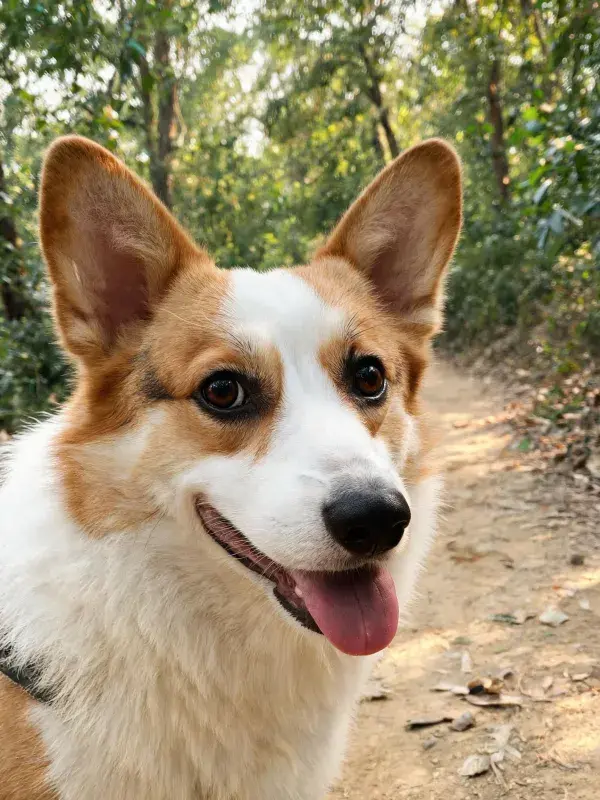 林间小道上威尔士柯基犬的特写