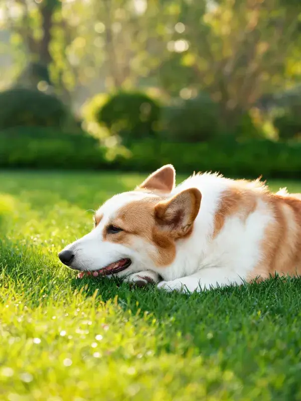 柯基犬静卧在绿茵草坪上