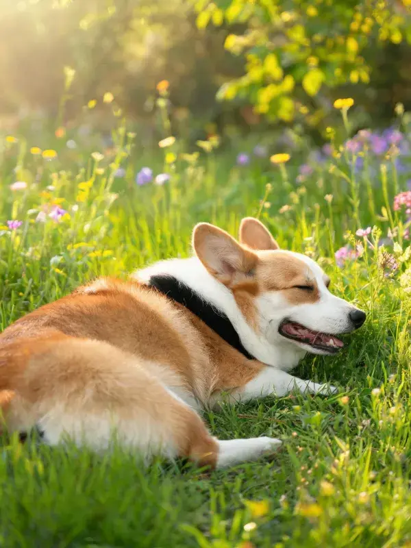 阳光下草地里的柯基犬休憩