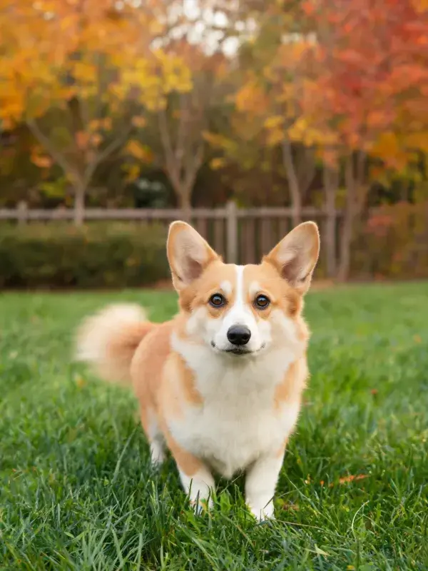 威尔士柯基犬草地站立特写